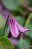MORTON HALL, SHROPSHIRE: PLANT PORTRAIT OF PINK, PURPLE, FLOWERS OF CLEMATIS FUKUZONO. CLIMBING, CLIMBERS, FLOWERING, BLOOMS, SUMMER, JULY