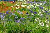 BROADLEIGH GARDENS SOMERSET: FIELD OF AGAPANTHUS AND CROCOSMIA IN THE NURSEREY. CUTTING, GARDEN, FLOWERS, SUMMER, BULBS, MEADOW, BLUE, RED, WHITE
