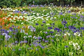BROADLEIGH GARDENS SOMERSET: FIELD OF AGAPANTHUS AND CROCOSMIA IN THE NURSEREY. CUTTING, GARDEN, FLOWERS, SUMMER, BULBS, MEADOW, BLUE, RED, WHITE