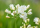 BROADLEIGH GARDENS SOMERSET: PLANT PORTRAIT OF THE WHITE, FLOWER OF AGAPANTHUS DOUBLE DIAMOND. FLOWERS, SUMMER, BULBS, FLOWERING, HERBACEOUS, PERENNIALS, AFRICAN LILY