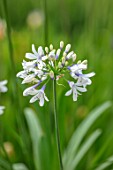 BROADLEIGH GARDENS SOMERSET: PLANT PORTRAIT OF THE WHITE, BLUE, FLOWER OF AGAPANTHUS TWISTER. FLOWERS, SUMMER, BULBS, FLOWERING, HERBACEOUS, PERENNIALS, AFRICAN LILY