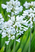 BROADLEIGH GARDENS SOMERSET: PLANT PORTRAIT OF THE WHITE FLOWER OF AGAPANTHUS JOHNNYS WHITE . FLOWERS, SUMMER, BULBS, FLOWERING, HERBACEOUS, PERENNIALS, AFRICAN LILY