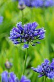 BROADLEIGH GARDENS SOMERSET: PLANT PORTRAIT OF THE BLUE FLOWER OF AGAPANTHUS SUPER STAR . FLOWERS, SUMMER, BULBS, FLOWERING, HERBACEOUS, PERENNIALS, AFRICAN LILY