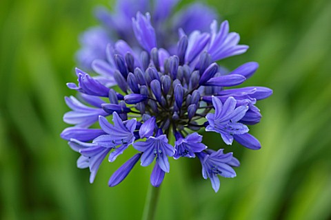 BROADLEIGH_GARDENS_SOMERSET_PLANT_PORTRAIT_OF_THE_BLUE_FLOWER_OF_AGAPANTHUS_SUPER_STAR__FLOWERS_SUMM