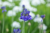 BROADLEIGH GARDENS SOMERSET: PLANT PORTRAIT OF THE BLUE FLOWER OF AGAPANTHUS BRESSINGHAM BLUE . FLOWERS, SUMMER, BULBS, FLOWERING, HERBACEOUS, PERENNIALS, AFRICAN LILY
