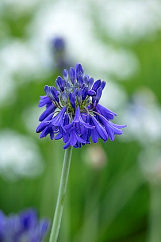 BROADLEIGH_GARDENS_SOMERSET_PLANT_PORTRAIT_OF_THE_BLUE_FLOWER_OF_AGAPANTHUS_BRESSINGHAM_BLUE__FLOWER