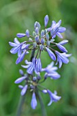 BROADLEIGH GARDENS SOMERSET: PLANT PORTRAIT OF THE BLUE FLOWER OF AGAPANTHUS CASTLE OF MEY . FLOWERS, SUMMER, BULBS, FLOWERING, HERBACEOUS, PERENNIALS, AFRICAN LILY