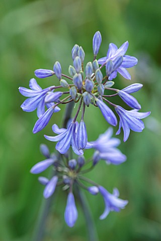 BROADLEIGH_GARDENS_SOMERSET_PLANT_PORTRAIT_OF_THE_BLUE_FLOWER_OF_AGAPANTHUS_CASTLE_OF_MEY__FLOWERS_S