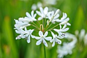 BROADLEIGH GARDENS SOMERSET: PLANT PORTRAIT OF THE WHITE  FLOWERS OF AGAPANTHUS HEADBOURNE WHITE. FLOWERS, SUMMER, BULBS, FLOWERING, HERBACEOUS, PERENNIALS, AFRICAN LILY