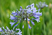 BROADLEIGH GARDENS SOMERSET: PLANT PORTRAIT OF THE BLUE FLOWERS OF AGAPANTHUS CODDII. FLOWERS, SUMMER, BULBS, FLOWERING, HERBACEOUS, PERENNIALS, AFRICAN LILY