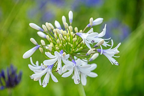 BROADLEIGH_GARDENS_SOMERSET_PLANT_PORTRAIT_OF_THE_BLUE_WHITE_FLOWERS_OF_AGAPANTHUS_QUEEN_MUM_FLOWERS
