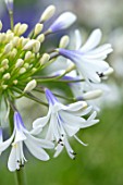 BROADLEIGH GARDENS SOMERSET: PLANT PORTRAIT OF THE BLUE, WHITE FLOWERS OF AGAPANTHUS QUEEN MUM. FLOWERS, SUMMER, BULBS, FLOWERING, HERBACEOUS, PERENNIALS, AFRICAN LILY