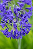 BROADLEIGH GARDENS SOMERSET: PLANT PORTRAIT OF THE DARK, BLUE FLOWERS OF AGAPANTHUS. FLOWERS, SUMMER, BULBS, FLOWERING, HERBACEOUS, PERENNIALS, AFRICAN LILY