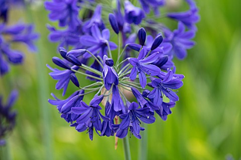 BROADLEIGH_GARDENS_SOMERSET_PLANT_PORTRAIT_OF_THE_DARK_BLUE_PURPLE_FLOWERS_OF_AGAPANTHUS_FLOWERS_SUM