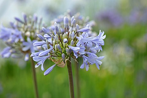BROADLEIGH_GARDENS_SOMERSET_PLANT_PORTRAIT_OF_THE_BLUE_GREY_FLOWERS_OF_AGAPANTHUS_STORM_CLOUD_FLOWER