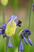 BROADLEIGH GARDENS SOMERSET: PLANT PORTRAIT OF BEE ON THE BLUE, FLOWERS OF AGAPANTHUS DYERI. FLOWERS, SUMMER, BULBS, FLOWERING, HERBACEOUS, PERENNIALS, AFRICAN LILY