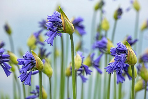 BROADLEIGH_GARDENS_SOMERSET_PLANT_PORTRAIT_OF_THE_BLUE_FLOWERS_OF_AGAPANTHUS_DYERI_FLOWERS_SUMMER_BU