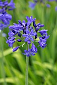 BROADLEIGH GARDENS SOMERSET: PLANT PORTRAIT OF THE BLUE, FLOWERS OF AGAPANTHUS ROYAL BLUE. FLOWERS, SUMMER, BULBS, FLOWERING, HERBACEOUS, PERENNIALS, AFRICAN LILY