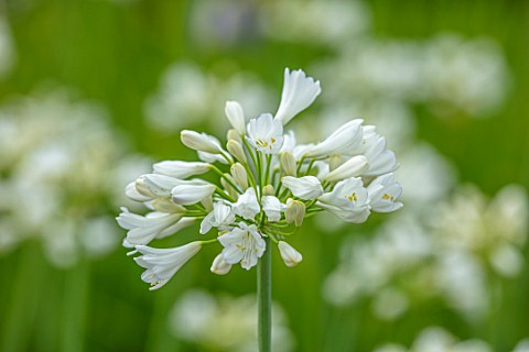 BROADLEIGH_GARDENS_SOMERSET_PLANT_PORTRAIT_OF_THE_WHITE_FLOWERS_OF_AGAPANTHUS_AIMEE_FLOWERS_SUMMER_B