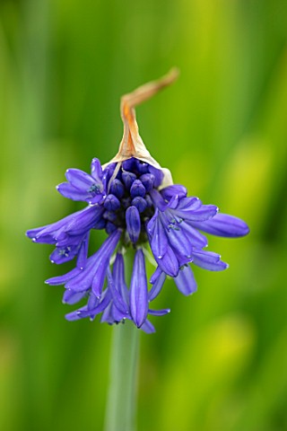 BROADLEIGH_GARDENS_SOMERSET_PLANT_PORTRAIT_OF_THE_BLUE_FLOWERS_OF_AGAPANTHUS_BROADLEIGH_BABE_FLOWERS