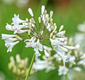 BROADLEIGH GARDENS SOMERSET: PLANT PORTRAIT OF THE WHITE, PINK FLOWERS OF AGAPANTHUS GLACIER STREAM. FLOWERS, SUMMER, BULBS, FLOWERING, HERBACEOUS, PERENNIALS, AFRICAN LILY