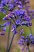 BROADLEIGH GARDENS SOMERSET: PLANT PORTRAIT OF THE PURPLE FLOWERS OF AGAPANTHUS KOBOLD. FLOWERS, SUMMER, BULBS, FLOWERING, HERBACEOUS, PERENNIALS, AFRICAN LILY