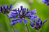 BROADLEIGH GARDENS SOMERSET: PLANT PORTRAIT OF THE PURPLE FLOWERS OF AGAPANTHUS MIDNIGHT STAR. FLOWERS, SUMMER, BULBS, FLOWERING, HERBACEOUS, PERENNIALS, AFRICAN LILY