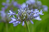 BROADLEIGH GARDENS SOMERSET: PLANT PORTRAIT OF THE BLUE FLOWERS OF AGAPANTHUS STORM CLOUD. FLOWERS, SUMMER, BULBS, FLOWERING, HERBACEOUS, PERENNIALS, AFRICAN LILY