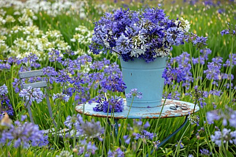 BROADLEIGH_GARDENS_SOMERSET_BLUE_TABLE_BUCKET_CONTAINER_WITH_AGAPANTHUS_FIELD_OF_AGAPANTHUS_FLOWERS_