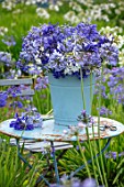BROADLEIGH GARDENS SOMERSET: BLUE TABLE, BUCKET, CONTAINER WITH AGAPANTHUS, FIELD OF AGAPANTHUS. FLOWERS, FLOWERING, STILL, LIFE,BLUE, WHITE