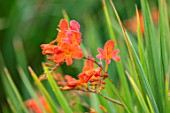 BROADLEIGH GARDENS SOMERSET: PLANT PORTRAIT OF ORANGE FLOWERS OF CROCOSMIA LIMPOPO. FLOWERING, PERENNIALS, HERBACEOUS, SUMMER, JULY