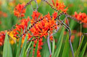 BROADLEIGH GARDENS SOMERSET: PLANT PORTRAIT OF ORANGE, RED FLOWERS OF CROCOSMIA ZEAL UNNAMED. FLOWERING, PERENNIALS, HERBACEOUS, SUMMER, JULY