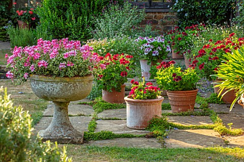 COTON_MANOR_GARDEN_NORTHAMPTONSHIRE_PELARGONIUMS_IN_CONTAINERS_ON_TERRACE_PATIO_JULY_SUMMER_FLOWERIN