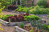 HAMPTON COURT CASTLE, HEREFORDSHIRE: THE KITCHEN GARDEN - RAISED WOODEN BEDS WITH LETTUCES - LETTUCE RED SALAD BOWL AND LEEKS MUSSELBURGH. VEGETABLES, SALADS, POTAGER