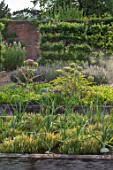 HAMPTON COURT CASTLE, HEREFORDSHIRE: THE KITCHEN GARDEN - RAISED WOODEN BEDS WITH ARTICHOKES AND ONION SUPERSWEET. VEGETABLES, SALADS, POTAGER