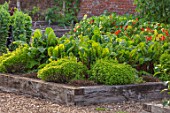 HAMPTON COURT CASTLE, HEREFORDSHIRE: THE KITCHEN GARDEN - RAISED WOODEN BEDS WITH CHARD. VEGETABLES, SALADS, POTAGER