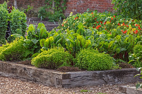 HAMPTON_COURT_CASTLE_HEREFORDSHIRE_THE_KITCHEN_GARDEN__RAISED_WOODEN_BEDS_WITH_CHARD_VEGETABLES_SALA
