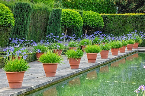 HAMPTON_COURT_CASTLE_HEREFORDSHIRETHE_DUTCH_GARDEN_JULY__BLUE_AGAPANTHUS_IN_TERRACOTTA_CONTAINERS__R