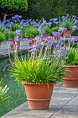 HAMPTON COURT CASTLE, HEREFORDSHIRE: THE DUTCH GARDEN - TERRACOTTA CONTAINER OF BLUE AGAPANTHUS BESIDE CANAL, POND, POOL, WATER, SUMMER, BULBS, JULY
