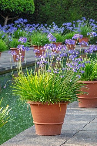 HAMPTON_COURT_CASTLE_HEREFORDSHIRE_THE_DUTCH_GARDEN__TERRACOTTA_CONTAINER_OF_BLUE_AGAPANTHUS_BESIDE_