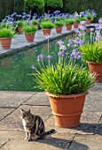 HAMPTON COURT CASTLE, HEREFORDSHIRE: THE DUTCH GARDEN - PRIMROSE THE CAT BESIDE TERRACOTTA CONTAINERS OF BLUE AGAPANTHUS, CANAL, POND, POOL