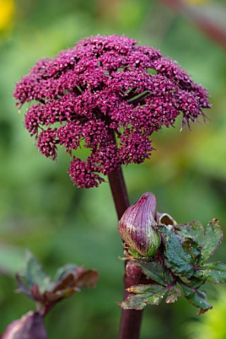HAMPTON_COURT_CASTLE_HEREFORDSHIRE_PLANT_PORTRAIT_OF_RED_FLOWERS_OF_ANGELICA_GIGAS_HERBS_FLOWERING_S