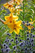 HAMPTON COURT CASTLE, HEREFORDSHIRE: BLUE ERYNGIUMS AND LILIUM AFRICAN QUEEN IN BORDER. PLANT COMBINATION, ASSOCIATION, ORANGE, HERBACEOUS, BULBS