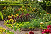 MORTON HALL GARDENS, WORCESTERSHIRE: KITCHEN GARDEN, BORDERS WITH SUNFLOWERS, AMARANTHUS PYGMY TORCH, JULY, BORDERS, KITCHEN, PATHS, VEGETABLES