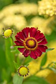 MORTON HALL, WORCESTERSHIRE: PLANT PORTRAIT OF RED, ORANGE, FLOWERS OF HELENIUM INDIAN SUMMER. PERENNIALS, SNEEZEWEED, INDIANERSOMMER, JULY