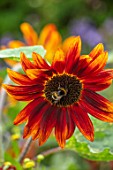 MORTON HALL, WORCESTERSHIRE: BEE ON ORANGE, RED, BROWN, YELLOW FLOWERS OF HELIANTHUS, SUNFLOWERS, ANNUALS, SUMMER, JULY