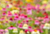 MEADOW FARM GARDEN AND NURSERY, WORCESTERSHIRE: ABSTARCT IMAGE OF ECHINACEAS IN THE NURSERY. PERENNIALS, ART, ARTISTIC, PINK, WHITE