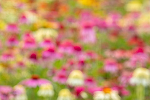 MEADOW_FARM_GARDEN_AND_NURSERY_WORCESTERSHIRE_ABSTARCT_IMAGE_OF_ECHINACEAS_IN_THE_NURSERY_PERENNIALS