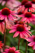MEADOW FARM GARDEN AND NURSERY, WORCESTERSHIRE: PLANT PORTRAIT OF PINK, RED FLOWER OF ECHINACEA MEADOW FARM HYBRIDS. PERENNIALS, FLOWERING, LATE, SUMMER
