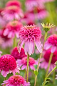 MEADOW FARM GARDEN AND NURSERY, WORCESTERSHIRE: PLANT PORTRAIT OF PINK, FLOWER OF ECHINACEA MEADOW FARM DOUBLE HYBRIDS DIANES DOUBLE DELIGHT. PERENNIALS, FLOWERING